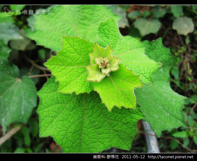 錦葵科-野棉花_08.jpg
