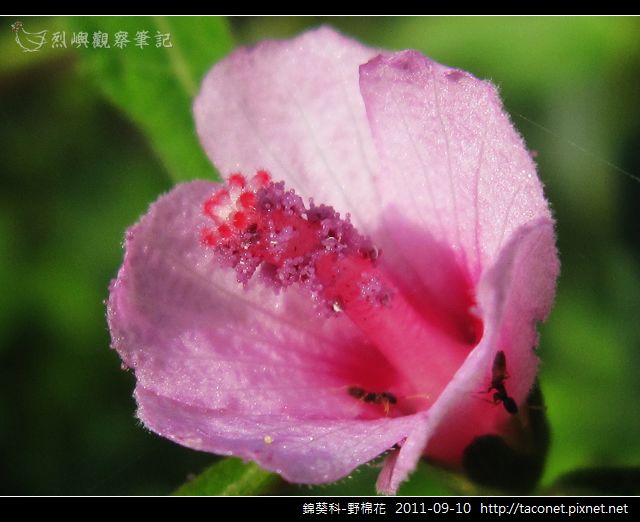 錦葵科-野棉花_07.jpg