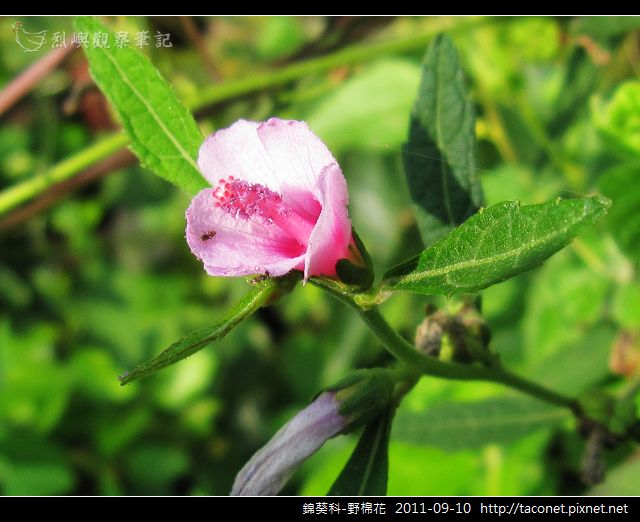 錦葵科-野棉花_06.jpg