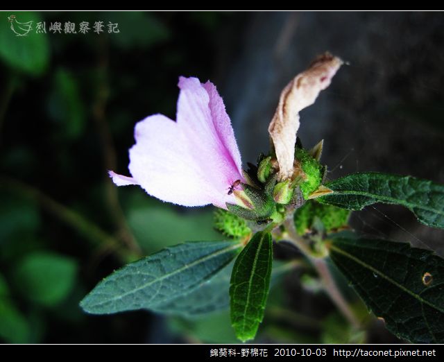 錦葵科-野棉花_05.jpg