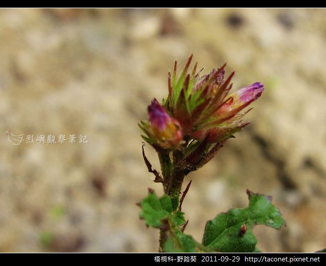 梧桐科-野路葵_07.jpg