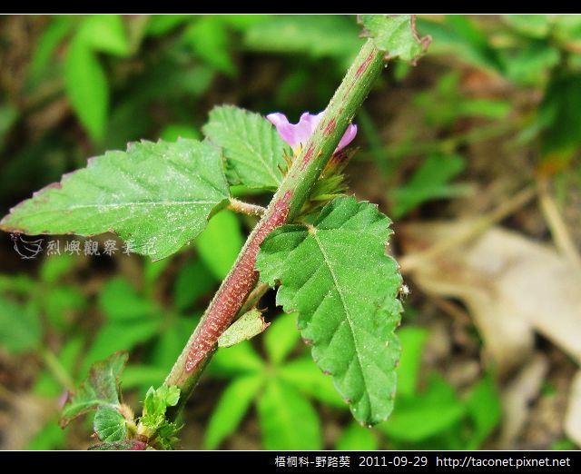 梧桐科-野路葵_04.jpg