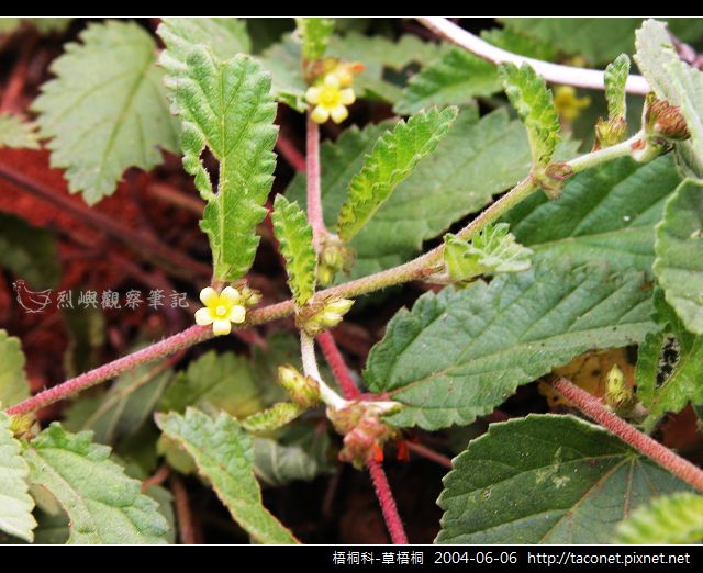 梧桐科-草梧桐_04.jpg