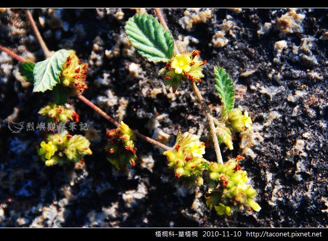 梧桐科-草梧桐_01.jpg
