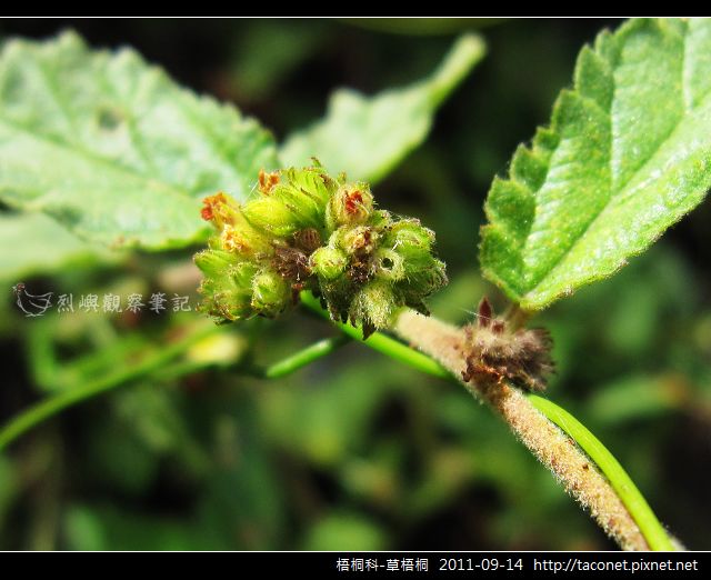 梧桐科-草梧桐_11.jpg