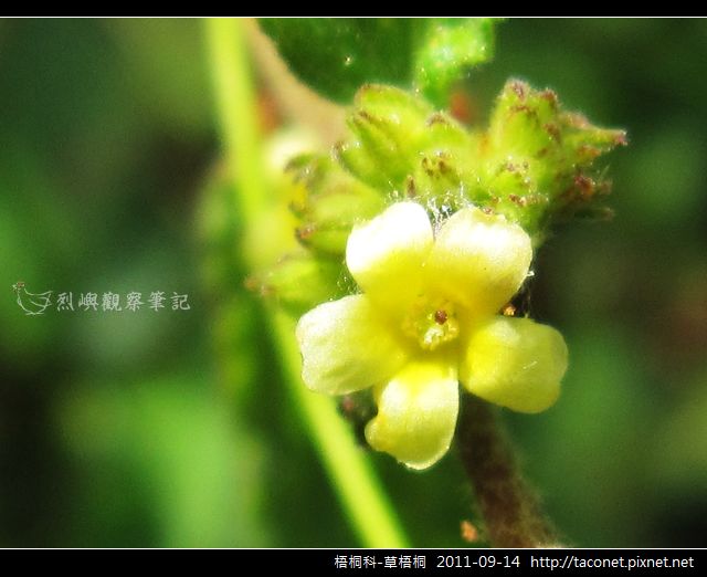 梧桐科-草梧桐_10.jpg