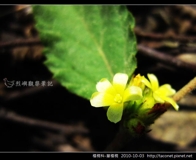 梧桐科-草梧桐_06.jpg