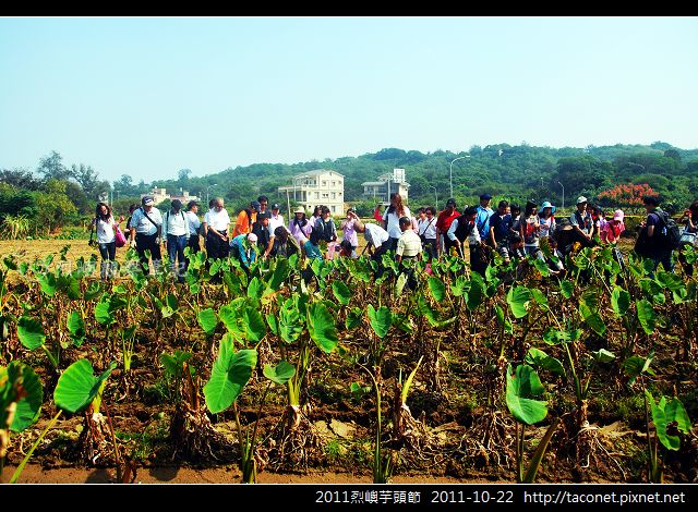 2011烈嶼芋頭節_17.jpg