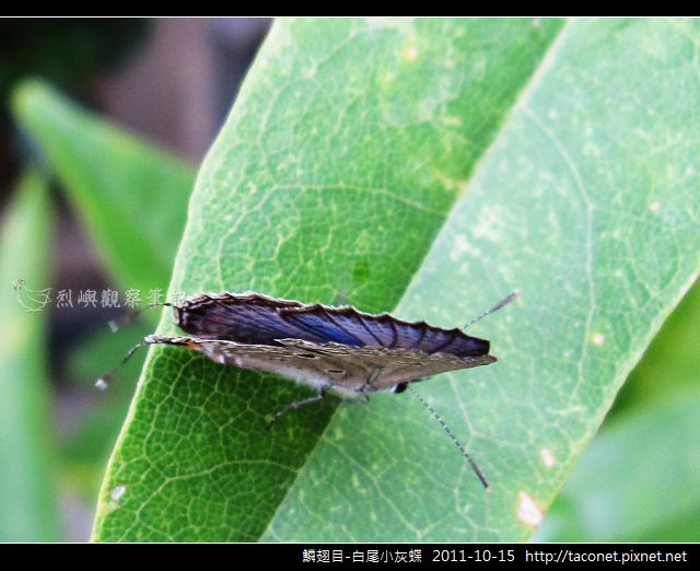 鱗翅目-白尾小灰蝶_10.jpg