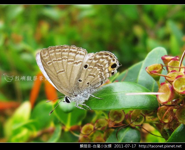 鱗翅目-白尾小灰蝶_07.jpg
