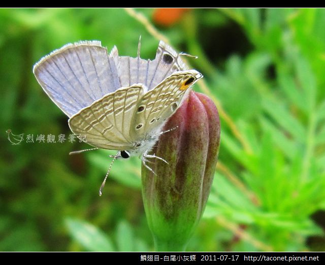 鱗翅目-白尾小灰蝶_05.jpg