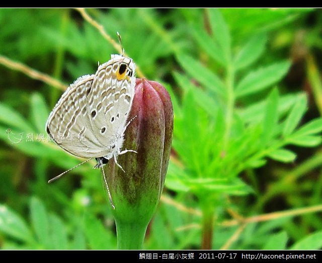 鱗翅目-白尾小灰蝶_04.jpg