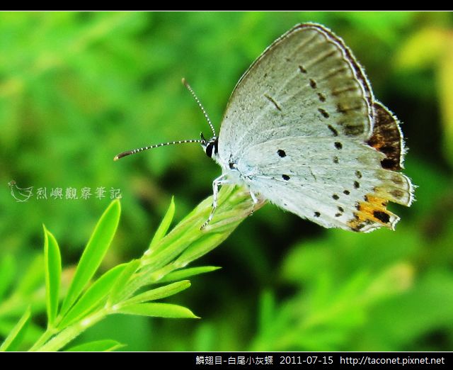 鱗翅目-白尾小灰蝶_03.jpg