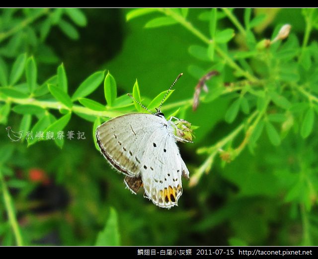鱗翅目-白尾小灰蝶_02.jpg