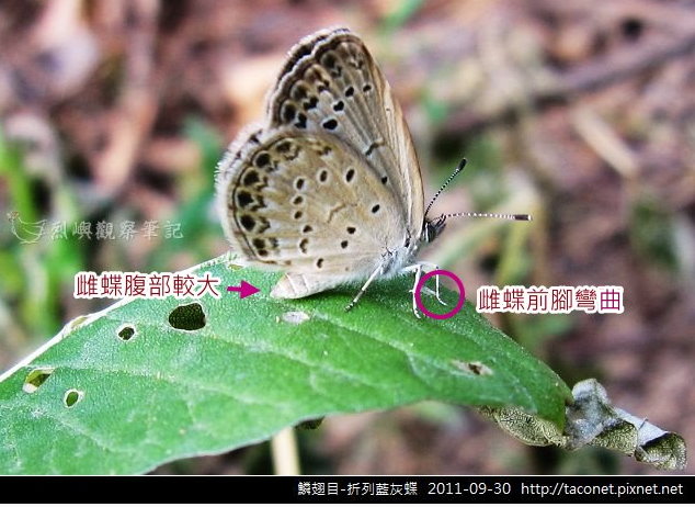 折烈藍灰蝶.jpg