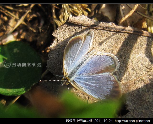鱗翅目-折列藍灰蝶_16.jpg