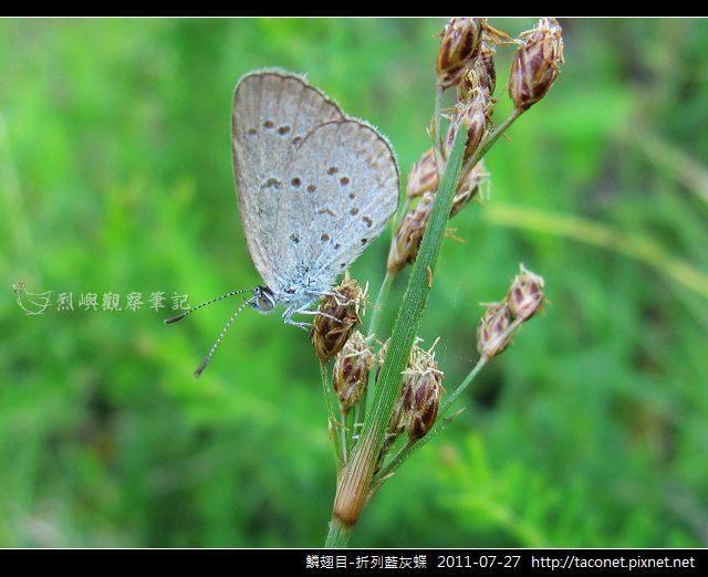 鱗翅目-折列藍灰蝶_06.jpg