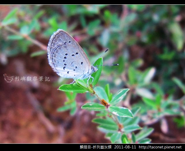 鱗翅目-折列藍灰蝶_09.jpg