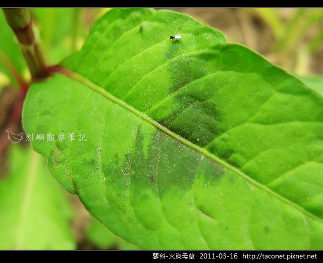 蓼科-火炭母草_16.jpg