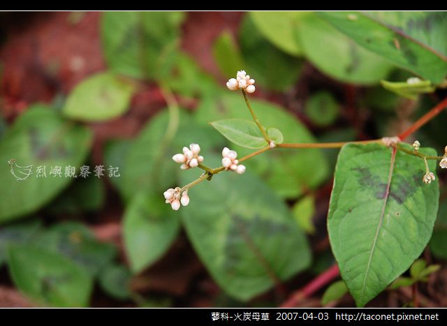 蓼科-火炭母草_06.jpg