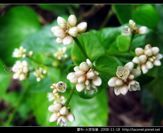蓼科-火炭母草_12.jpg