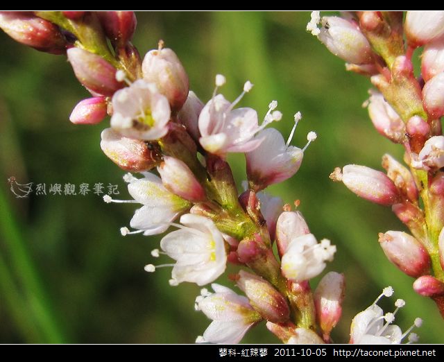 蓼科-紅辣蓼_15.jpg