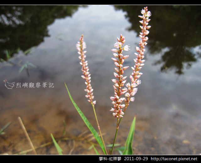 蓼科-紅辣蓼_11.jpg