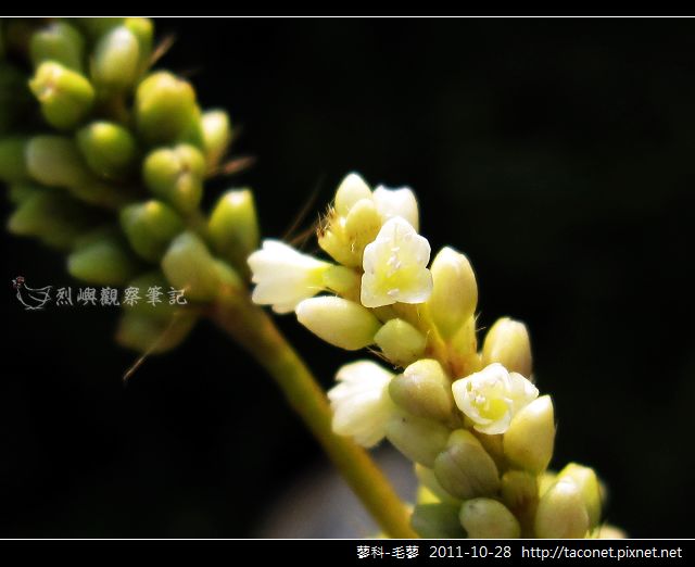 蓼科-毛蓼_04.jpg