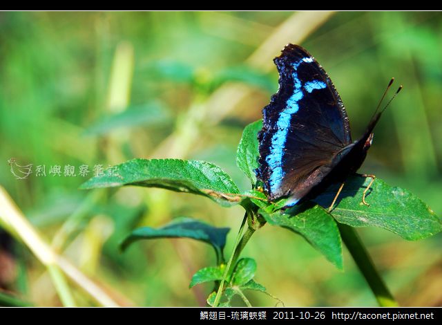 鱗翅目-琉璃蛺蝶_03.jpg