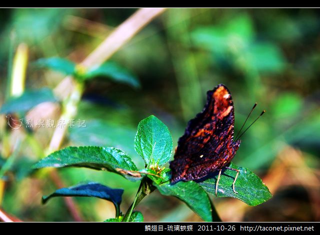 鱗翅目-琉璃蛺蝶_02.jpg