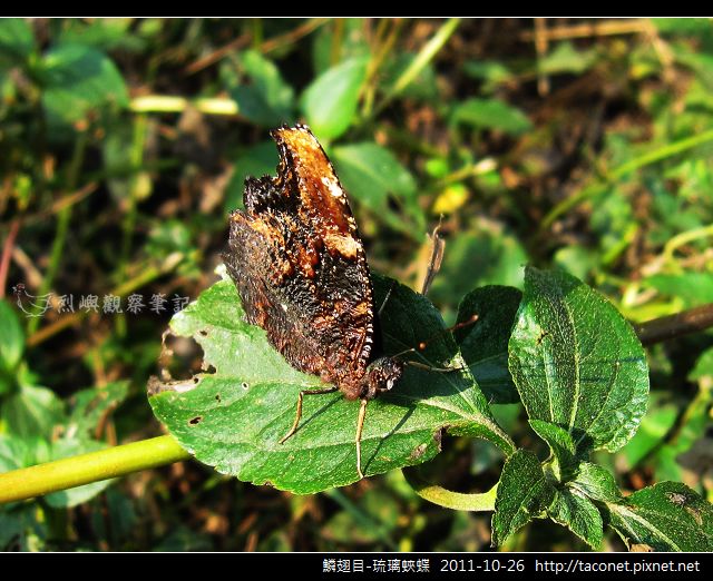 鱗翅目-琉璃蛺蝶_10.jpg