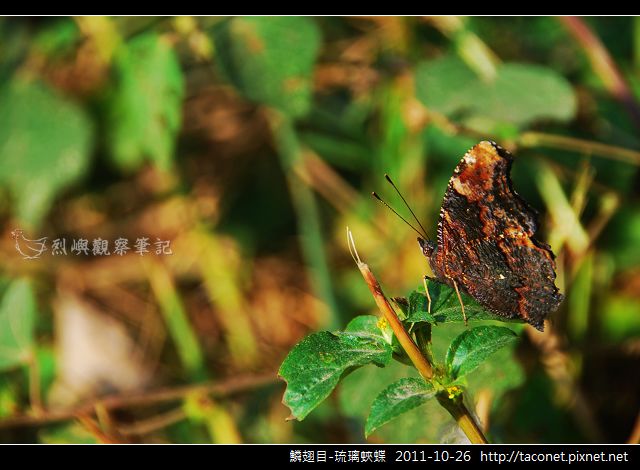 鱗翅目-琉璃蛺蝶_08.jpg