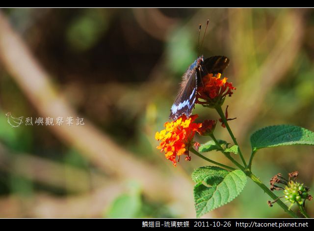 鱗翅目-琉璃蛺蝶_07.jpg