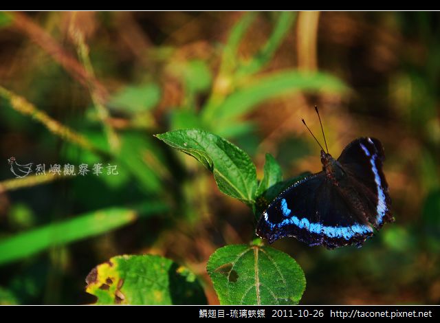 鱗翅目-琉璃蛺蝶_05.jpg