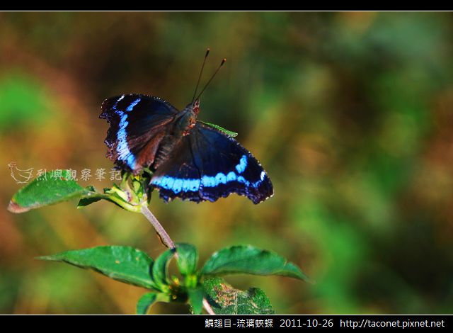 鱗翅目-琉璃蛺蝶_04.jpg