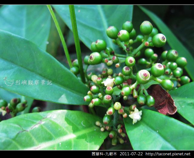 茜草科-九節木_11.jpg