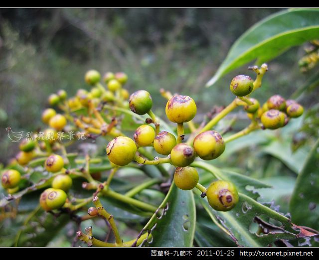 茜草科-九節木_10.jpg