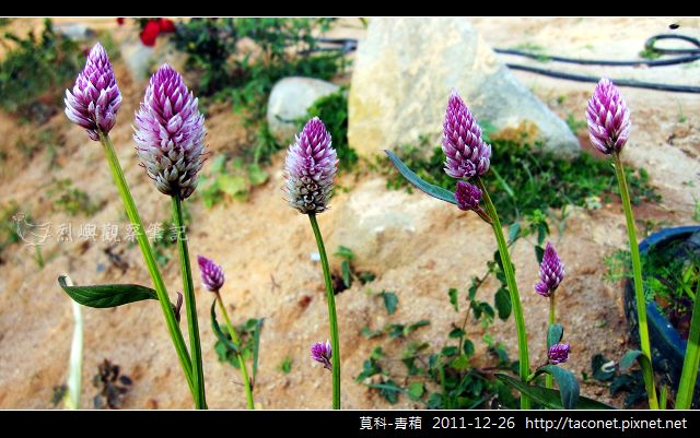 莧科-青葙_21.jpg