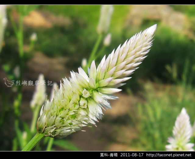 莧科-青葙_10.jpg