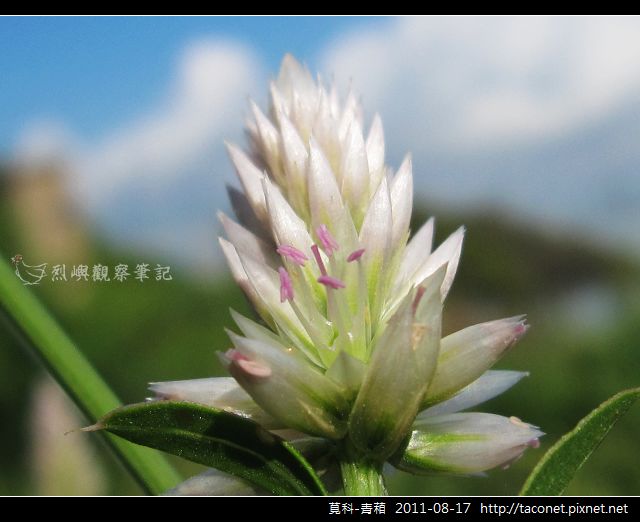 莧科-青葙_09.jpg