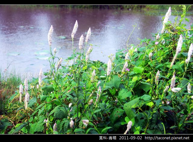 莧科-青葙_04.jpg