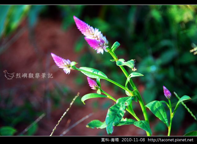 莧科-青葙_03.jpg