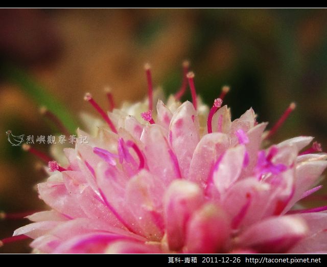 莧科-青葙_20.jpg