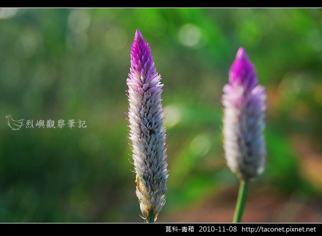 莧科-青葙_02.jpg