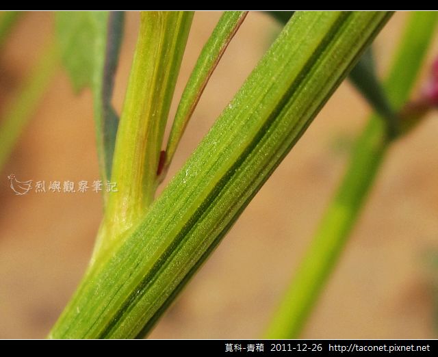 莧科-青葙_16.jpg