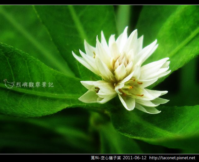莧科-空心蓮子菜_10.jpg