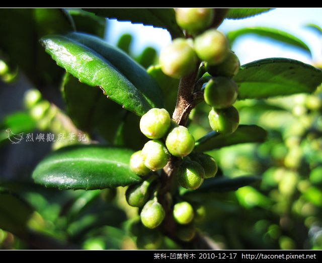 茶科-凹葉柃木_06.jpg