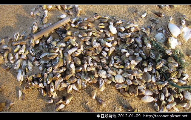 現代貝塚_05.jpg