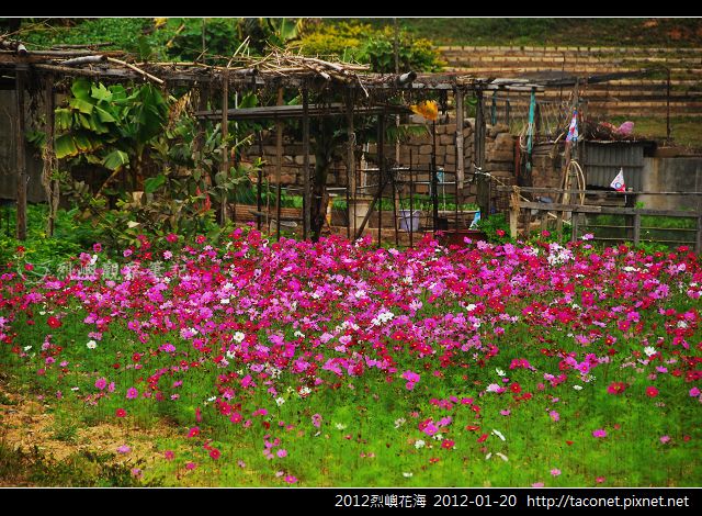 2012烈嶼花海相簿封面