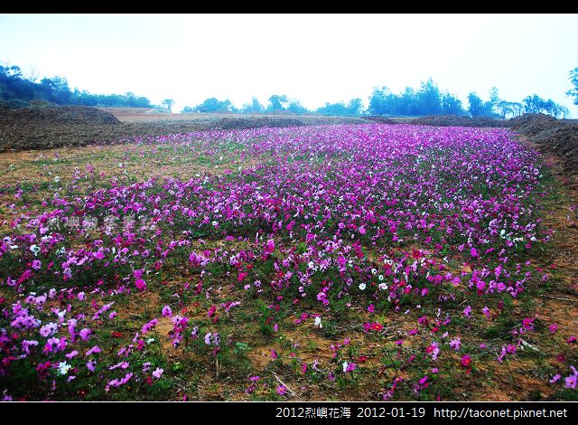 2012烈嶼花海_370.jpg